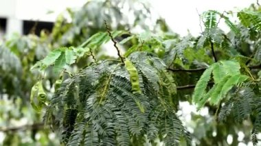 Sonbahar İpek Ağacı, yemyeşil yapraklar ve tohum kabukları rüzgarda savruluyor. Yaklaş.