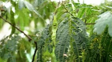 Albizia julibrissin 'in tohumları veya yağmurdan sonra ıslak yeşil yapraklı İran İpek Ağacı