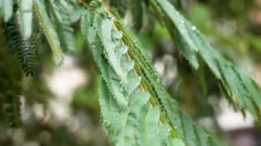 Yağmurdan sonra ıslanan İran ipek ağacı. Sonbahar rüzgarında süzülen yeşil yapraklar. Yaklaş.