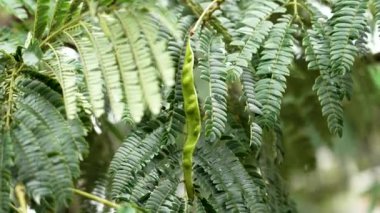 Albizia julibrissin ya da yeşil kabuklu İran ipeği ağacı. Fabaceae ailesi, Güneybatı ve Doğu Asya 'ya özgü.