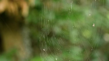 Yeşil ve sarı sonbahar yaprakları arasında hafif bir esintide sallanan örümcek ağının yakın görüntüsü.
