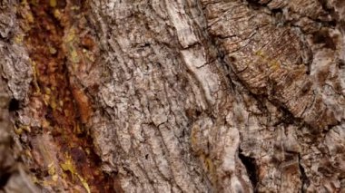 Ağaç kabuğu desenli çam ağacı. Makro atış. Esmer eski kırık gövde yüzeyi