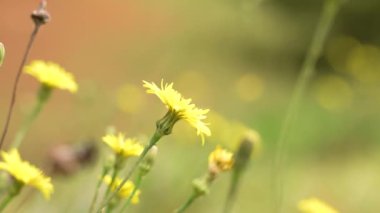 Sarı vahşi karahindiba çiçekleri yaklaşıyor. Taraxacum officinale
