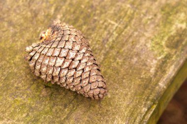 Single pine cone resting on a weathered wooden table surface with earthy tones. Top view clipart