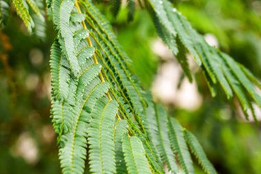 Close-up of Persian silk tree leaves with water raindrops creating a refreshing and natural atmosphere. Ideal for nature and landscaping themes clipart