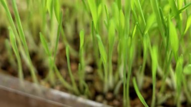 Plastik bir kabın içinde taze yetişmiş yeşil çimen fideleri büyümeyi ve doğal canlılığı simgeliyor. Yakın plan. Döndürme