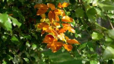 Altın kayın yaprakları, yeşil bir yaprak zeminine karşı zengin sonbahar renkleriyle güneş ışığıyla aydınlatılıyor. Doğada mevsimsel bir güzellik