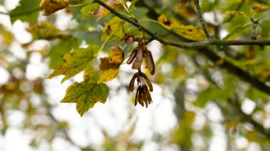 Kurumuş kanatlı akçaağaç (Acer) tohumları altın sonbahar yaprakları arasında sallanıyor. Yenilenme döngüsü ve mevsimlik ormanın güzelliği