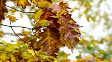 Koyu kahverengi ve sarı meşe yaprakları (Quercus) sonbahar mevsiminin sonlarını kucaklamaktadır. Sakin bir orman manzarasının ılık toprak renklerini vurgular