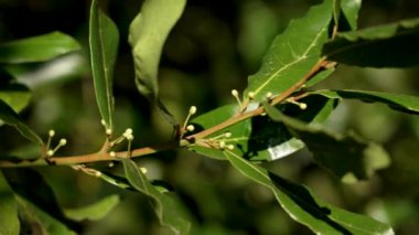 Küçük tomurcukları ve koyu yeşil yaprakları olan defne ağacı dalına yakın çekim, doğada mevsimsel dönüşümler sergiliyor. Sonsuza dek yeşil güzelliğin sembolü
