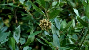 Ağaç dalları üzerinde koyu yeşil yapraklı defne üzümü kümesi. Parkta sonbaharın sessiz güzelliği