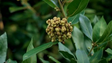 Laurel ağacı yaprakları olgunlaşmamış meyvelerle dolu. Sonbahar parkında doğal yeşil yeşillik.
