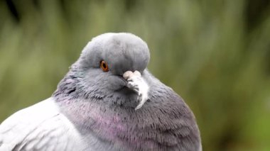Kaya güvercini (Columba Livia) gagasında bir tüyle esniyor. Yumuşak yeşil arka planda komik bir an yakaladık. Yakın plan.