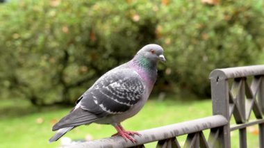 Kaya güvercini (Columba livya) yemyeşil parktaki demir korkuluklara tünemiş, yumuşak gün ışığı altında.