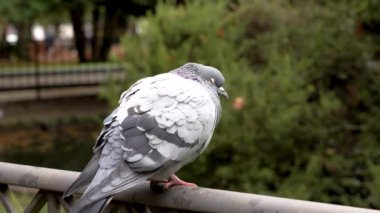 Havaya uçmuş tüyleri olan sıradan bir güvercin şehir parkında köpüren suyu olan bir göletin kenarında çitin üzerinde oturuyor.