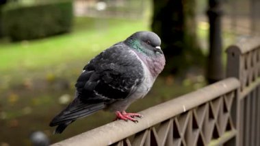 Huzur parkındaki tırabzana tüy konmuş vahşi güvercin (Columba livya). Huzurlu duruşu ve yumuşak ışığı şehir doğasını yansıtıyor.