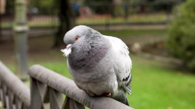 Kaya güvercini (Columba livya) gagasında bir tüyle çitin üzerine tünemişti. Mizahi detaylar, şehir dışındaki kuşların tuhaf davranışlarını vurguluyor.