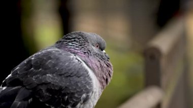 Kaya güvercini (Columba livya), yumuşak doğal ışık altında parıldayan yanardöner tüyleri ile parktaki korkuluklara yakın durmaktadır. Şehir yaban hayatını sembolize ediyor