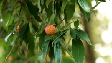 Cornus Capitata meyvesine yakın çekim, dikenli yüzeyi ile canlı turuncu, açık havada doğal ışık altında yemyeşil yapraklarla çevrili ayrıntılı doku