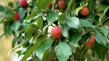 Ağaçta sallanan Cornus Capitata meyveleri. Açık yeşil yapraklara karşı parlak turuncu. Yumuşak doğal ışık ve bokeh etkisi.