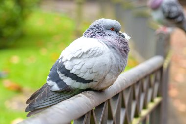 Şehir kaya güvercini (Columba livya), gagasında bir tüy tutarak metal korkuluklara tünemiştir. İnce detaylar benzersiz vahşi yaşamı yakalar. 