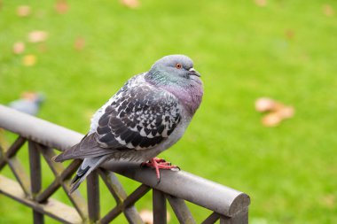 Kaya güvercini (Columba livya) veya şehir parkında canlı yeşil çimlerle çevrili dekoratif demir çitlerin üzerine tünemiş sıradan bir güvercin. Kentsel biyolojik çeşitliliğin güzelliğini yakalar