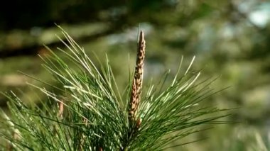 Canlı yeşil iğnelerle çevrili genç bir çam ağacının yakın çekimi. Bulanık orman arka planına sahip doğal güneş ışığı.