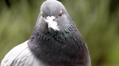 Güvercin (Columba livya), gagasına sıkışan bir tüyü çıkarmak için kafasını şiddetle sallıyor. Dinamik hareket ve yoğun bakış