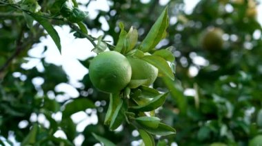 Olgunlaşmamış yeşil portakallar Citrus sinensis ağacında yetişiyor. Canlı yapraklar ve meyve ayrıntıları doğal büyümeyi yansıtır. Bitkilerin ilk aşaması açık havada olgunlaşıyor.