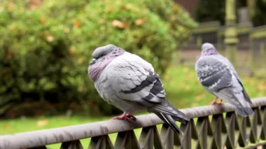 Şehir parkındaki metal çitlerde dinlenen iki uyuyan güvercin (Columba livia). Yeşillik ve bulanık arkaplan