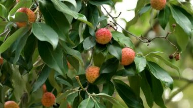 Parlak yeşil yapraklarla çevrili canlı turuncu kırmızı meyvelerle Cornus capitata ağacı. Biyolojik çeşitlilik ve eko büyüme kavramı