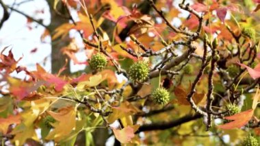 Tatlı sakız ağacının renkli sonbahar yaprakları (Liquidambar styraciflua) dallardan sarkan dikenli tohum kapsülleri ile. Canlı mevsimsel renkler