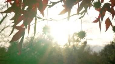 Sivri uçlu kapsüller ve Sweetgum ağacının kırmızı yaprakları (Liquidambar styraciflua) ışıldayan bir sonbahar günbatımına karşı siluetlenmiştir.