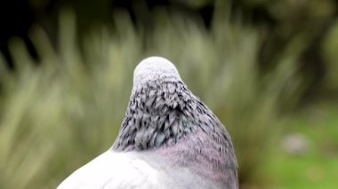 Gagasında beyaz tüy olan meraklı kaya güvercini. Arka planda bulanık yeşil bitki örtüsü. Columba livia