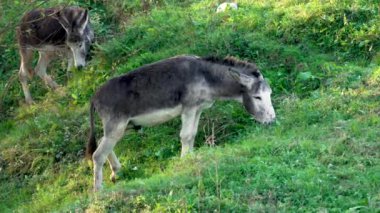 Yemyeşil bir çayırda otlayan beyaz eşekler. Hayvanlar sakince otla besleniyor. Kırsal tarım arazisi