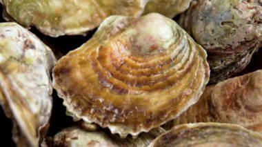 Bir sürü çiğ istiridye ve makro çekimde kapalı kabuklar. Döndürme. Üst görünüm