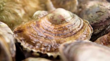 Kahverengi deniz kabuklarıyla kaplı taze istiridye yığını. Çiğ lüks lezzetler. Makro atış. Döndürme