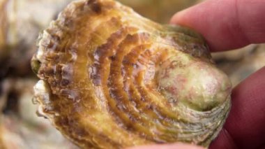 Karmaşık kabuklu kapalı bir istiridyeyi tutan bir el. Sürdürülebilir deniz ürünleri. Okyanustan sofraya lezzetler. Makro çekim