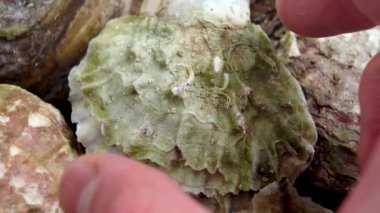 Kapalı kabuklu çiğ, lezzetli bir istiridye alır. Deniz ürünleri lezzet malzemesi.