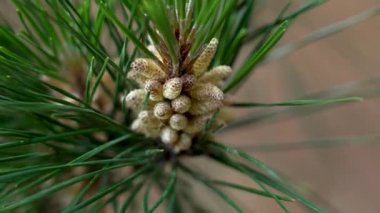 Çam ağacı (Pinus pinaster) erkek kozalaklardan gelen polen bulutuyla titriyor. İnce toz parçacıkları havada doğal ortamda yayılıyor. Yakın plan.