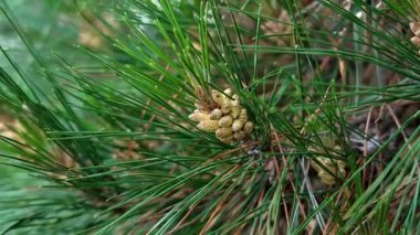 Yoğun yeşil iğneler arasında genç Pinus konileri kümesi. Vahşi Akdeniz ormanlarında kozalaklı kozalaklı çam ağacı. Kapat.