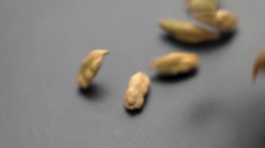 Kurutulmuş kakule kapsülleri seramik bir plaka yüzeyine düşüyor. Aromatik organik Hint baharatı. Sağlıklı aroma bileşeni. Yavaş çekim