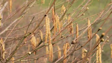 İlkbaharın başlarında dallarında kedi derisi bulunan Hazel ağacı (Corylus avellana). Arka plan bulanık. Yakın plan.