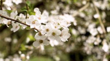 İnce dalda beyaz erik çiçekleri. Bulanık doğal arkaplan karşısında narin bahar çiçekleri açar. Makro çekim