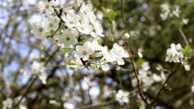 Bulanık mavi gökyüzüne karşı beyaz çiçeklerle kaplı erik ağacı dalı. Taze bahar çiçekleri. Yakın plan.