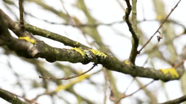 Sarı beyaz liken ile kaplanmış ağaç dalı. Kabuk ve simbiyotik organizmaların doğal dokusu. Arka plan bulanık. Yakın plan.