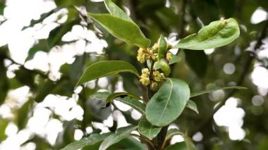 Gökyüzüne karşı parlak yeşil yaprakları ve küçük sarı çiçekleri olan defne ağacı dalı. Aromatik bitkiler