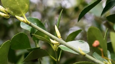 Parlak yeşil yapraklar ve gelişen tomurcuklarla taze bitki filizleri. Evergreen çalılığı. Bahçe düzenleme objesi. Kapat.