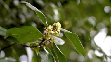 Arkaplanda yeşil sulu yapraklar ve küçük çiçeklerle açan defne ağacı dalı