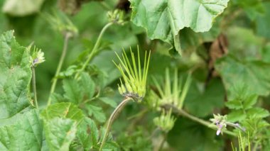 Uzatılmış tohumlu Erodyum Cicutarium bitkisi. Arka planda yeşil yapraklar var. Kapat.